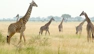Mikumi National Park