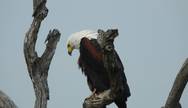 Fish Eagle in Kruger Park