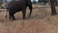 Elephant at Tarangire 