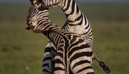 Zebra of Ngorongoro crater