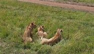 Majestic lion in Masai Mara