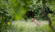Chobe National Park Adventure