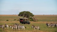 Majestic zebras in Ngorongoro Crater