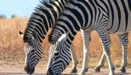 Zebra of Tarangire