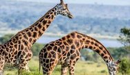 Giraffe of Tarangire
