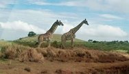 Giraffe of Tarangire