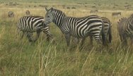 zebras of Ngorongoro crater