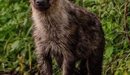 Hyena of Tarangire