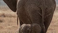 Elephant in Tarangire NP