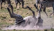 Zebra of Tarangire