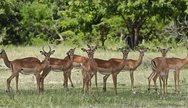 Tsavo looks good 