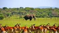 Mikumi National Park