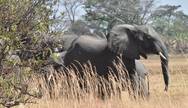 Ellies in the Kafue National 