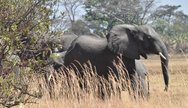 Ellies in the Kafue National 