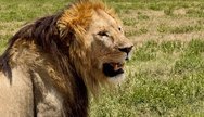 Serengeti