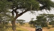 Tarangire