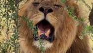 Serengeti 