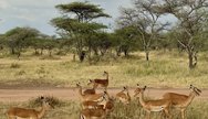 Tarangire