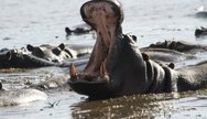 “Emerging from the waters of the Okavango — the mighty hippo, guardian of the delta’s winding channels. Experience the wild like never before.”