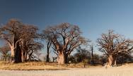 Majestic giants of the Kalahari — the ancient baobabs of Nxai Pan standing tall, whispering stories of time and survival.