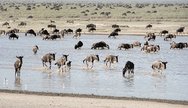 Tanzania Serengeti Migration