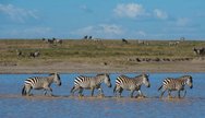 Africa Serengeti Migration 