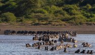Tanzania Serengeti Migration 