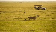 Tanzania Safari to Serengeti 