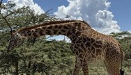 Giraffe Masai Mara 