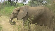 Tarangire Friendly Safari 