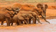 The Red elephants of Tsavo