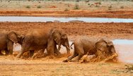 Tsavo’s Giants in Their Realm