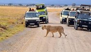 Lion crossing Tsavo pathway