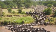 Serengeti