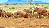 Red Elephants from Tsavo