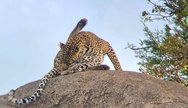 Serengeti Capture