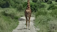 Giraffe Tarangire 