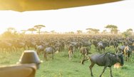 Golden hour with thousands of wildebeests during the Great Migration – a true Serengeti spectacle