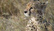 Cheetah at Ngorongoro Crater