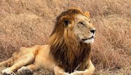 Lion in Ngorongoro crater