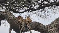 leopard in Ngorongoro crater