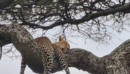 leopard in Ngorongoro crater