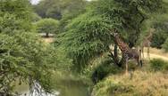 Girrafes in Greater Kruger