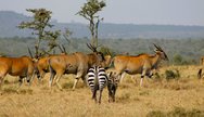 Best Of Tanzania Wildlife Group Guided Safaris, YHA Kenya Travel Adventures.