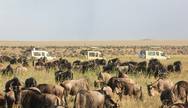 Wildebeest Migration Serengeti,YHA Kenya Travel