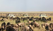 Wildebeest Migration Serengeti,YHA Kenya Travel