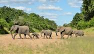 Elephant herd, Kruger Park