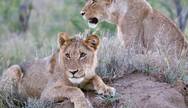 Lion cubs in Kruger Park