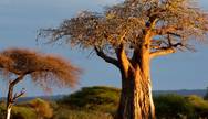 "Wildlife, wonder, and the heart of Tanzania – that’s Ruaha."