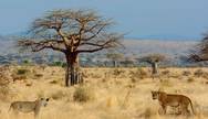 Watch the lions in Ruaha